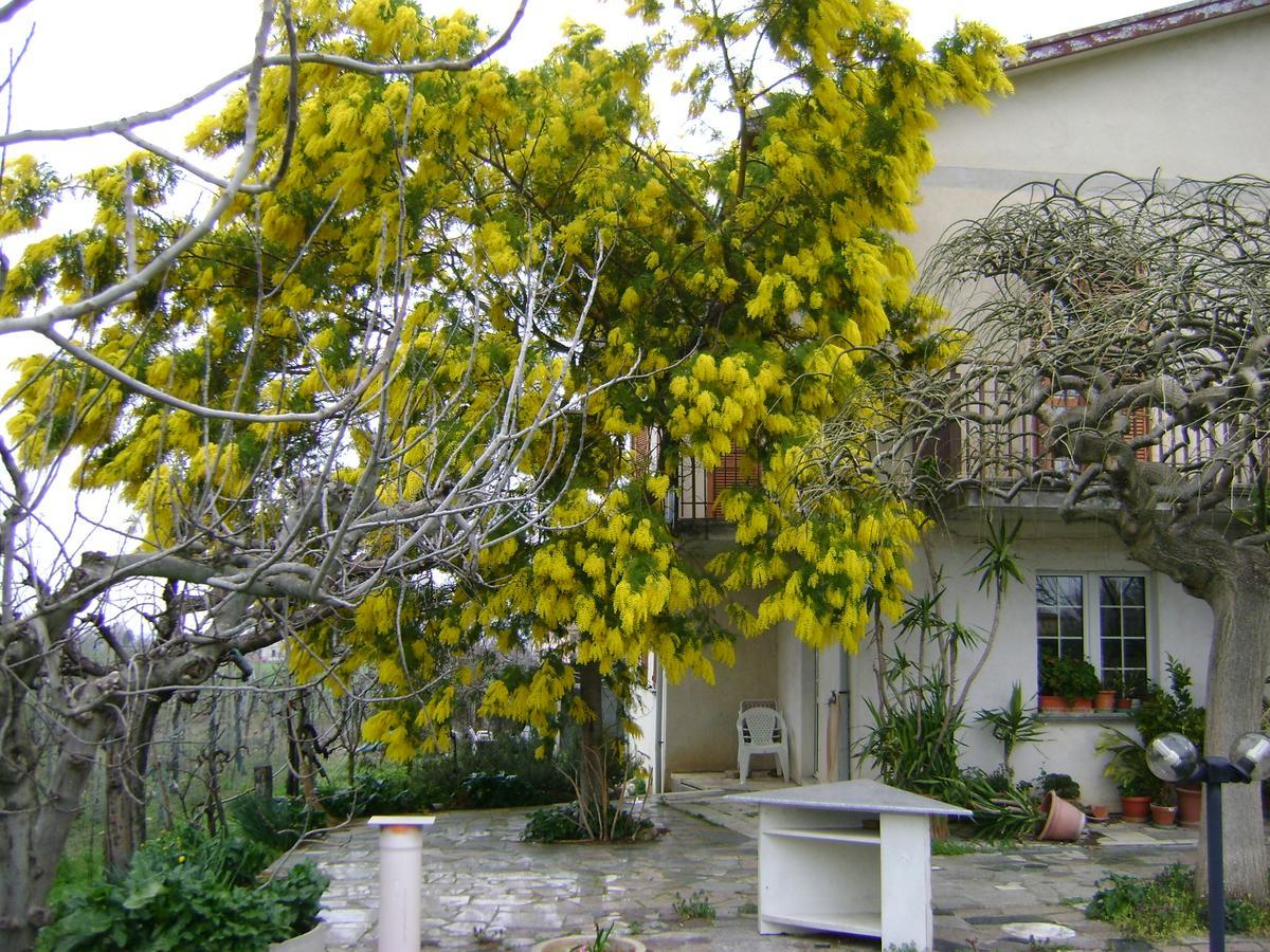 B&B La Mimosa Spello Ngoại thất bức ảnh